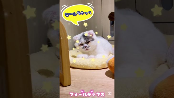 眠いけど、ふみふみしたい！#shotrs #cat#スコティッシュフォールド #エキゾチック #ペットショップ