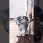 今日の鶴ヶ島店#アメリカンショートヘア #アメショ #shotrs #cat #ペットショップ