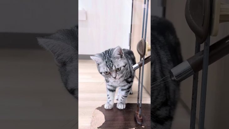 今日の鶴ヶ島店#アメリカンショートヘア #アメショ #shotrs #cat #ペットショップ