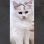 今日の鶴ヶ島店#サイベリアン #shotrs #cat#ペットショップ