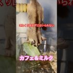 キャベツうめええええ！ #フクロモモンガ  #sugarglider  #ペット #ペット動画  #可愛い  #かわいい  #cute