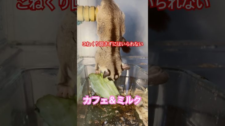 キャベツうめええええ！ #フクロモモンガ  #sugarglider  #ペット #ペット動画  #可愛い  #かわいい  #cute