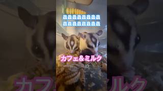 虫の海だよ♡お食べ♡ #フクロモモンガ  #sugarglider  #ペット #ペット動画  #可愛い  #かわいい  #cute