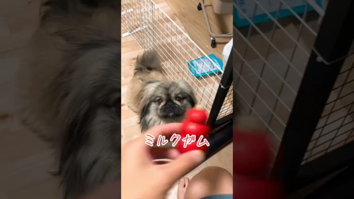 ミルクガム食べるの早すぎ😂🐾#ペキニーズ #ペット #犬 #犬のいる暮らし #犬のいる生活 #tiktok #pets