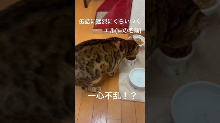 #猫 #ネコ #ねこ #猫缶 #チュール #ペット #ペット動画 #動物のいる暮らし #生き物 #猫好き #ベンガル猫 #とらねこ #猫との暮らし #シネマティックモード