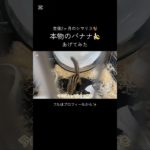 #ペットの暮らし #シマリス #シマリスのいる生活 #ペット #リス #動物 #リスのいる生活 #リスのある暮らし #ペットのいる暮らし #可愛い