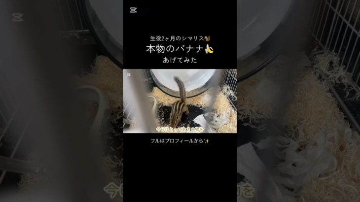 #ペットの暮らし #シマリス #シマリスのいる生活 #ペット #リス #動物 #リスのいる生活 #リスのある暮らし #ペットのいる暮らし #可愛い