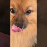 #ポンタ #ポメラニアン #子犬 #ペット #かわいい #癒し