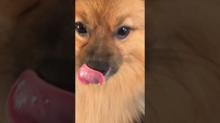 #ポンタ #ポメラニアン #子犬 #ペット #かわいい #癒し