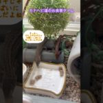 我が家のカナヘビファミリー♯カナヘビ♯ペット♯かわいい