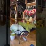 永谷寺初のペット撮影会 #永谷寺 #五泉市 #お坊さん  #ペット #撮影会 #撮影機材 #ビーグル犬 #ポメラニアン #ポメラニアンのいる生活