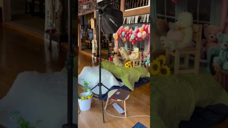 永谷寺初のペット撮影会 #永谷寺 #五泉市 #お坊さん  #ペット #撮影会 #撮影機材 #ビーグル犬 #ポメラニアン #ポメラニアンのいる生活