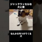 なんか文句てけてくるジャックラッセルな犬