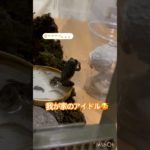 我が家のアイドル🥰♯アマガエル♯カエル♯ペット♯かわいい