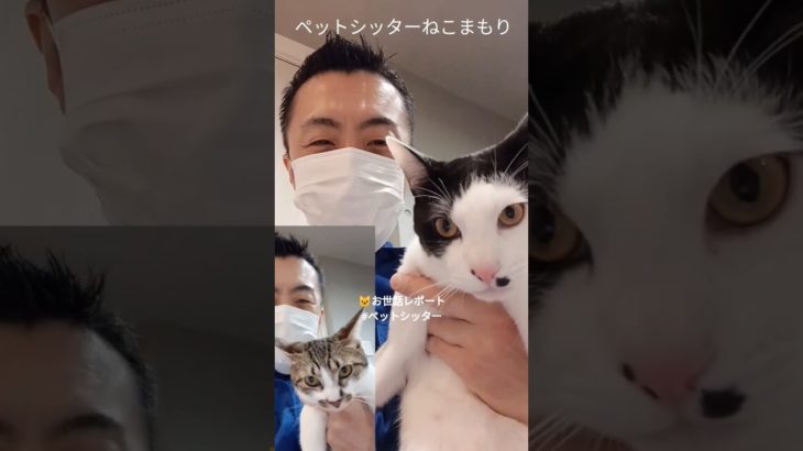 ペットシッターねこまもり斉藤です 中野区 お得意様 とっても仲の良い兄妹ニャンちゃん お世話レポート🐈 #ペットシッター