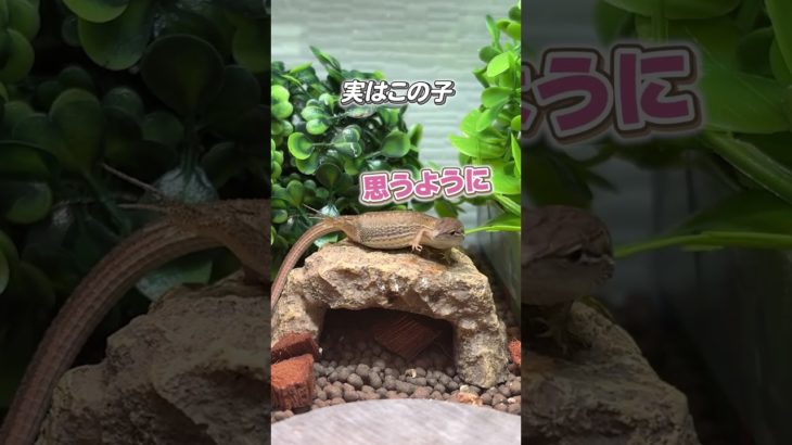卵詰まりが心配です#爬虫類のいる生活 #ペットのいる暮らし #トカゲ