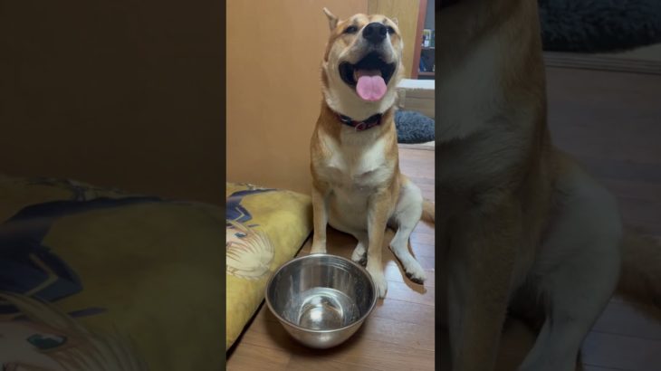 じろうの水の飲み方がバージョンアップしたよ！！#ペット #柴犬 #大型犬のいる生活 #犬好き #癒し #愛犬 #ちゃんねる登録お願いします