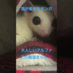 今日は休みなのでペットと戯れてます😄フクロモモンガのアルファ♀️我が家の女王様です😍　#モモンガ　まったり中　 #可愛い #癒し #ペット #かわいい