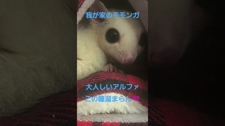 今日は休みなのでペットと戯れてます😄フクロモモンガのアルファ♀️我が家の女王様です😍　#モモンガ　まったり中　 #可愛い #癒し #ペット #かわいい