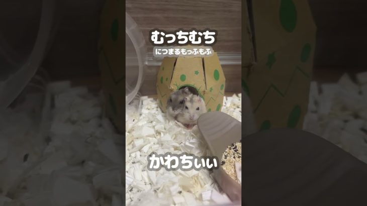 ぎゅうぎゅうに寄り添うハムスターが可愛い【ててらぼペット部】