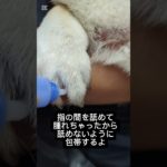ペット飼ってる人や小さなお子さんにおすすめの包帯を柴犬シバにやってみた