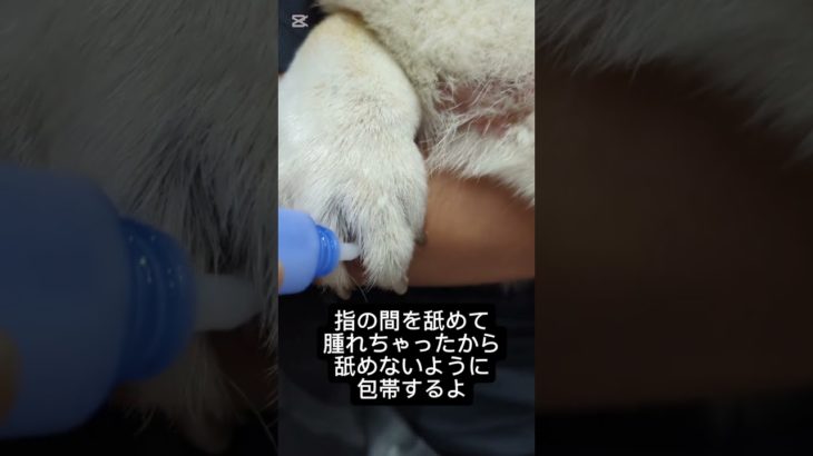 ペット飼ってる人や小さなお子さんにおすすめの包帯を柴犬シバにやってみた