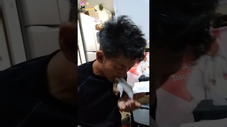 モカを口に咥えるうめみつ代表#ペット#ハムスター#ゴールデンハムスター