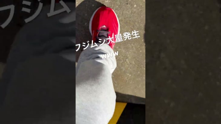 フナムシ大量発生してて今話題になってる#フィッシャーズ #本田圭佑 #大量発生 #本田圭佑 #ふわっち #虫 #虫 #やべえ動画#グロ#グロ動画#ちーこドリル