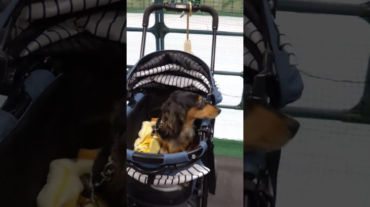 ペット博★周りの犬にビビリちゃま🤣♥️ #ダックスフンド