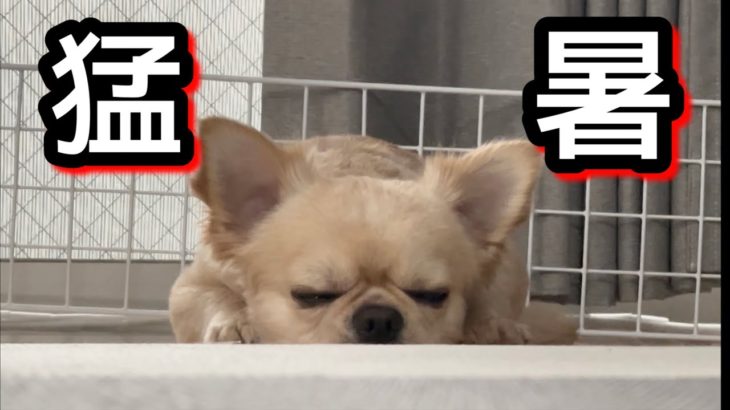 【猛暑】暑すぎる夏のペット事情