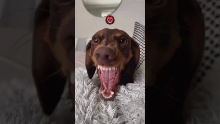 #おもしろペット #ペットのいる生活 #癒し動画 #犬のいる暮らし #猫のいる暮らし #笑える動画 #ペットあるある #わんこ動画 #にゃんこ動画 #ペットとの日常