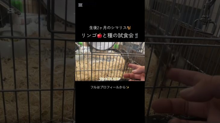 #シマリス #ペット #シマリスのいる生活 #ペットの暮らし #リス #動物 #リスのいる生活 #ペットのいる暮らし #リスのある暮らし #可愛い