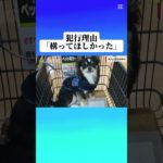 逮捕された　#チワワ　#ペット　#夏　#緊急　#今日のニュース　#ニュース
