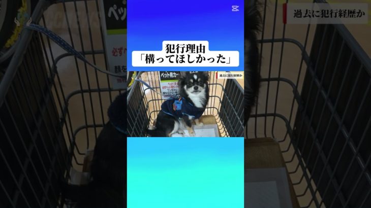 逮捕された　#チワワ　#ペット　#夏　#緊急　#今日のニュース　#ニュース