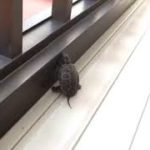 カランコロン#亀吉#カランコロン#亀#カメ#かめ#かめきち#クサガメ#くさがめ#ペット