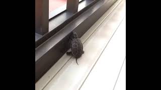 カランコロン#亀吉#カランコロン#亀#カメ#かめ#かめきち#クサガメ#くさがめ#ペット