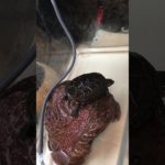 亀吉サスペンス劇場#亀吉#クサガメ#ペット#亀#カメ#かめきち#くさがめ#かめ#サスペンス劇場#サスペンス