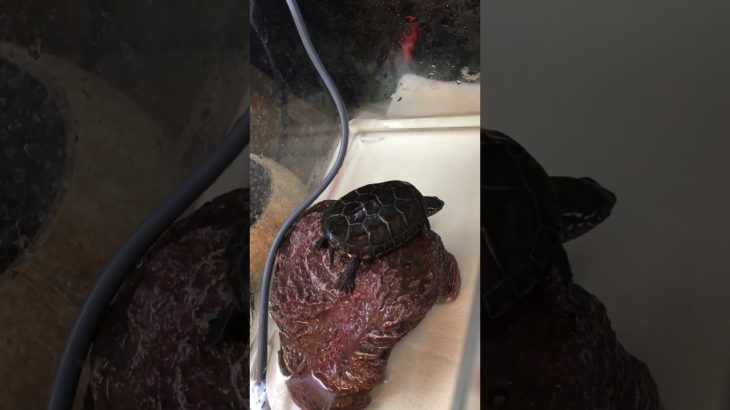 亀吉サスペンス劇場#亀吉#クサガメ#ペット#亀#カメ#かめきち#くさがめ#かめ#サスペンス劇場#サスペンス