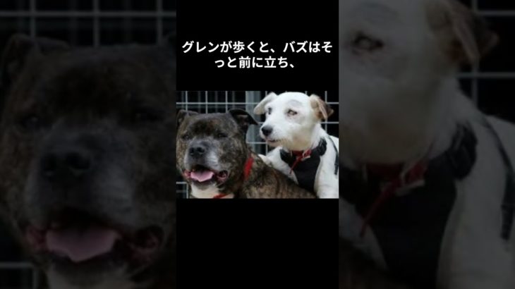 目の見えない犬を導いたのは…親友でした