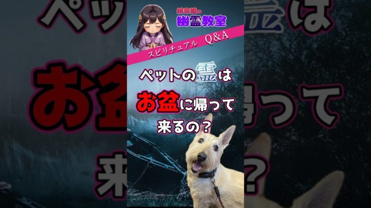 【スピリチュアル】ペットの霊はお盆に帰って来るの？　#ペット#犬 #猫#お盆