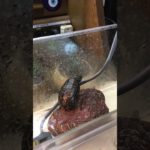 行儀よく真面目なんて出来やしない#亀吉#クサガメ#ペット#亀#カメ#かめきち#くさがめ#かめ