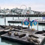 フィッシャーズマンズワーフのアシカ🦭