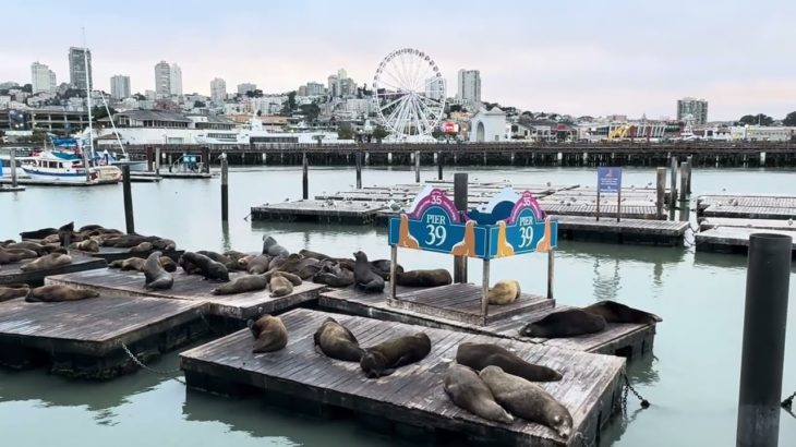 フィッシャーズマンズワーフのアシカ🦭