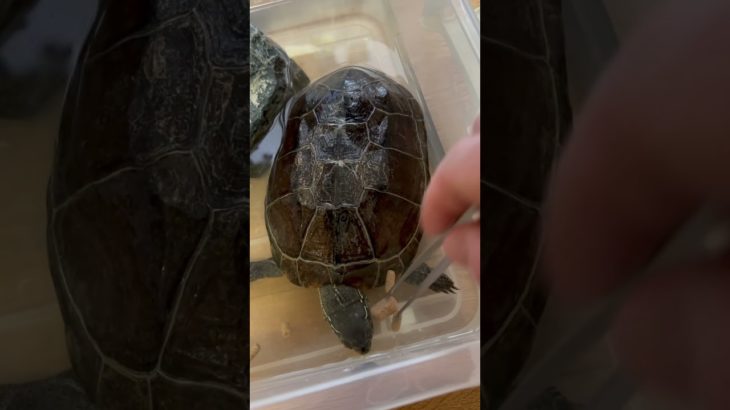 早食い競走、運動会#亀吉#クサガメ#ペット#早食い競走#早食い#競走#亀#かめ#カメ#くさがめ#かめきち