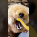 おやつで凶暴化する犬#トイプードル #犬 #癒し #ペット