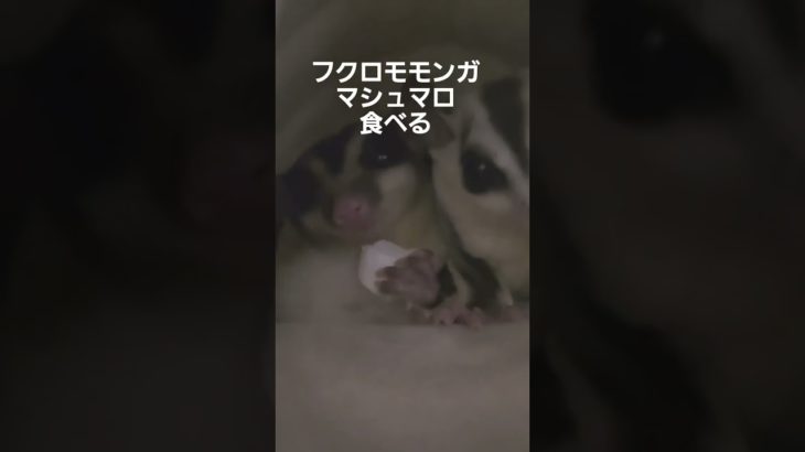 フクロモモンガがマシュマロ食べてるよ😉仁義なきオヤツ争奪戦#ペット #小動物 #フクロモモンガ #癒し #かわいい #喧嘩自慢　#モモンガ　#バトルロワイヤル
