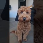 #おもしろペット #ペットのいる生活 #癒し動画 #犬のいる暮らし #猫のいる暮らし #笑える動画 #ペットあるある #わんこ動画 #にゃんこ動画 #ペットとの日常