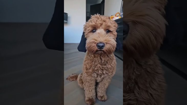 #おもしろペット #ペットのいる生活 #癒し動画 #犬のいる暮らし #猫のいる暮らし #笑える動画 #ペットあるある #わんこ動画 #にゃんこ動画 #ペットとの日常