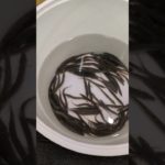 鮮魚コーナー　ペット　ドジョウ #鮮魚コーナー #ドジョウ #鮮魚コーナーペット