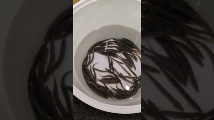 鮮魚コーナー　ペット　ドジョウ #鮮魚コーナー #ドジョウ #鮮魚コーナーペット